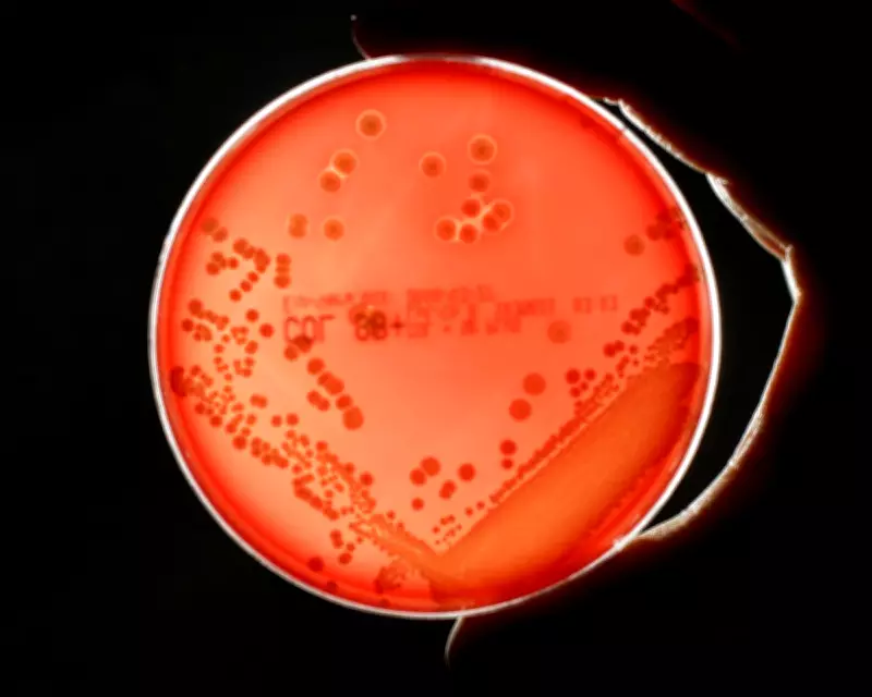 Antibiotic Pipeline 'Worryingly Thin' as Superbug Deaths Set to Double by 2050