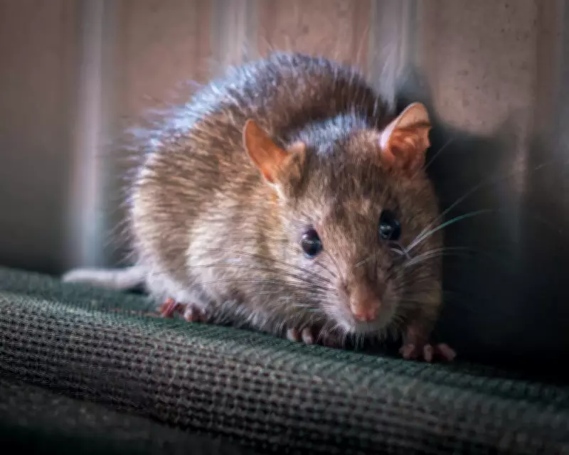 Australia Considers Restricting Rat Poisons to Protect Wildlife