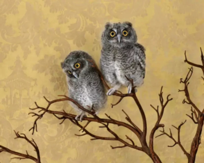 Avian Portraits: A Decade-Long Journey Through Bird Photography and Conservation