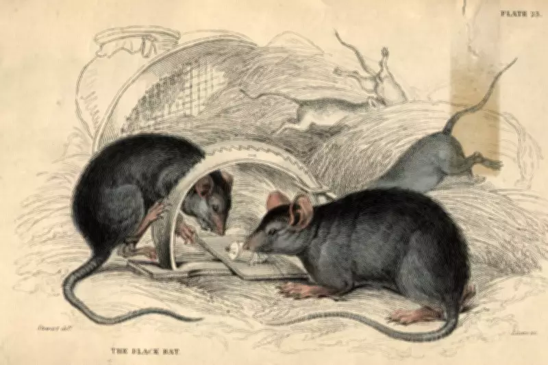 Banknote Debate: Should Rats Replace Churchill on UK Currency?