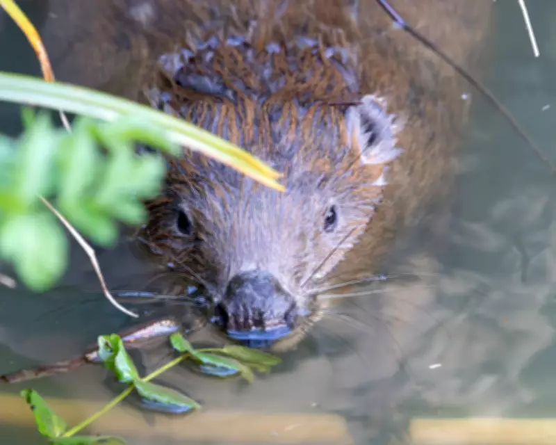 Beavers Transform Dorset Landscape One Year After Historic Reintroduction