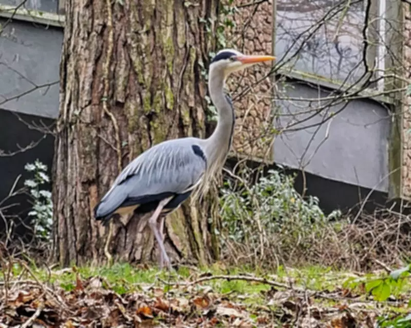 Belfast Heron Colony: Early Breeders Navigate Storm-Damaged Nesting Grounds