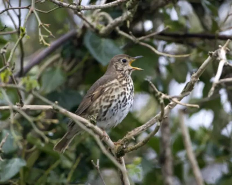 Bird Walks Reveal Song Thrush Mimicry and Rare Geese in North York Moors