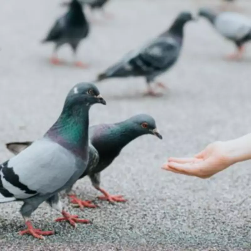 Brent Council's 'Outrageous' Bird-Feeding Signs Threaten 5 Years in Prison