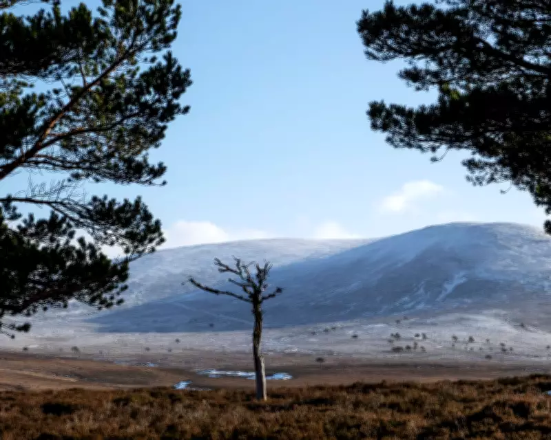 BrewDog Sells Highland Estate at Loss After Abandoning Reforestation Pledge