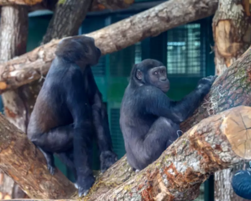 Bristol Zoo's Gorillas Thrive in New Forest Home After Emotional Move