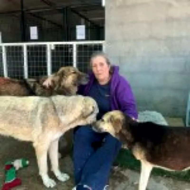 British Dog Shelter in Iraq Faces Euthanizing 700 Animals Amid Eviction Order