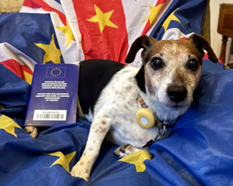 British Pet Owners Warned Against EU Passport 'Dodge' Post-Brexit