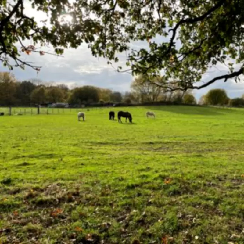 Bromley Residents Protest 2,200-Home Green Belt Development, Fear for Horses