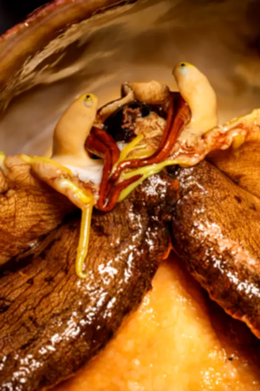 California's White Abalone Breeding Program Aims to Rescue Endangered Species