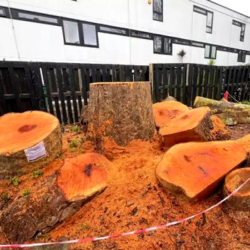 Camden Residents Outraged as Developer Fells 'Healthy' Trees in Belsize Park