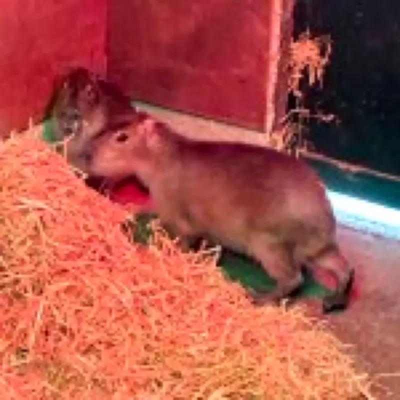 Capybara Samba Escapes Marwell Zoo in Hampshire, Search Intensifies