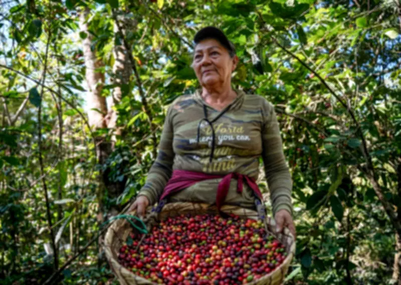 Central America's Coffee Crisis: Small Growers Struggle as Climate and Prices Collide