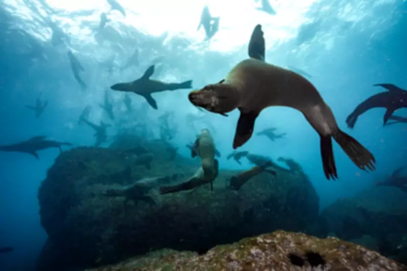 Chile Expands Marine Protection After Seal Colony Discovery Sparks Conservation