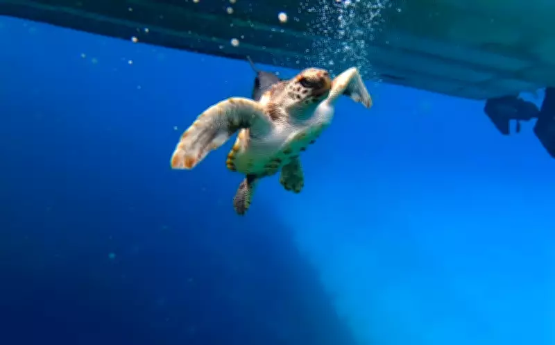 Climate Crisis Spurs Australian Scientists to Breed Loggerhead Turtles