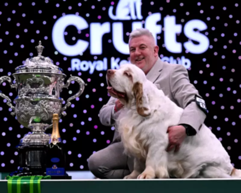 Clumber Spaniel Bruin Crowned Best in Show at Prestigious Crufts 2026