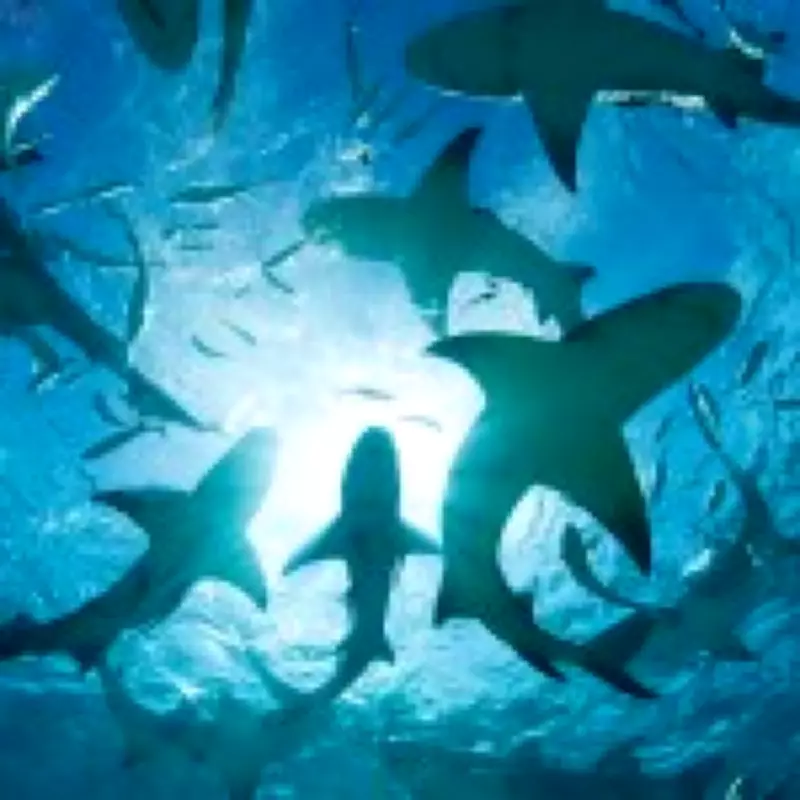 Cocaine Sharks Terrorize Caribbean Tourists in Disturbing Marine Study