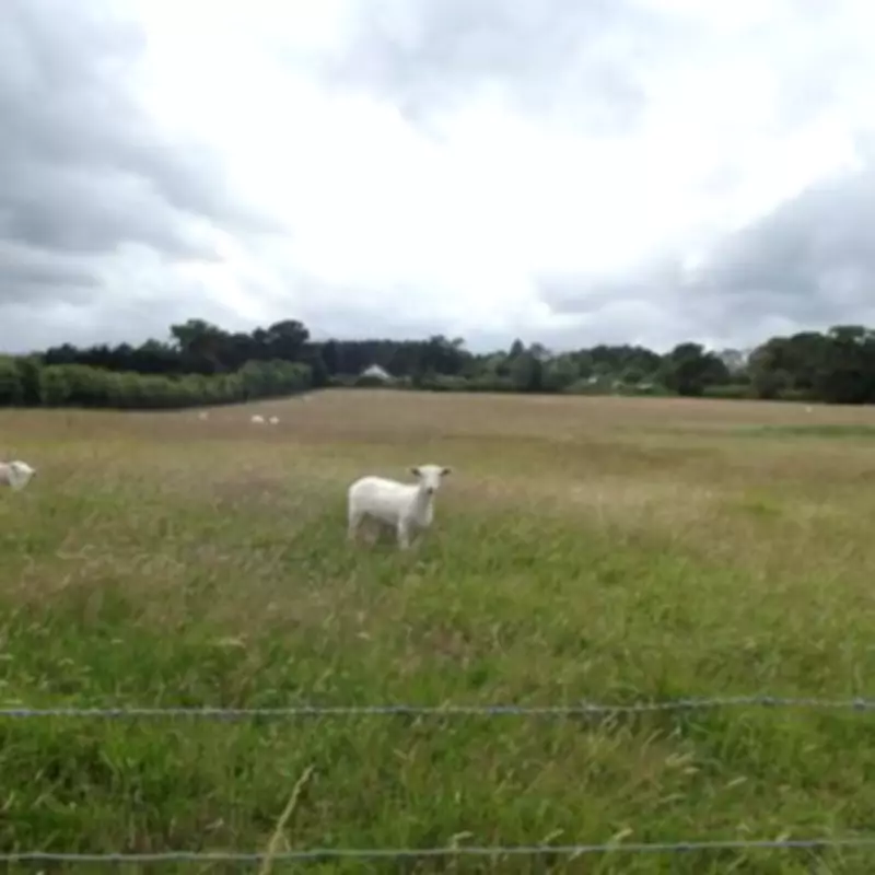 Controversial 46,000-Population New Town Plan for Enfield's Green Belt Sparks Local Backlash