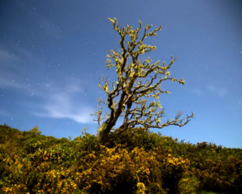 Country Diary 1926: The Gorse Blazed Day and Night in a Fiery Display