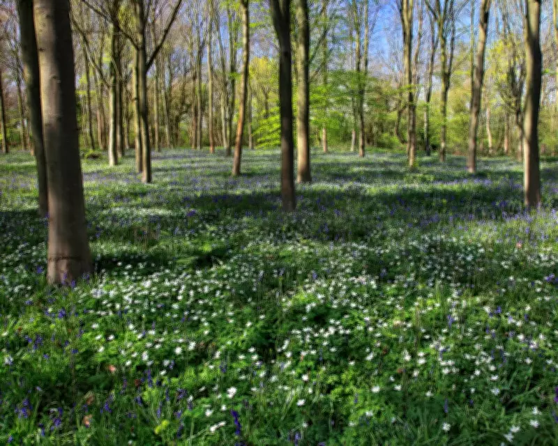 Country Diary 1926: Woodland Floor Adorned with White Anemones