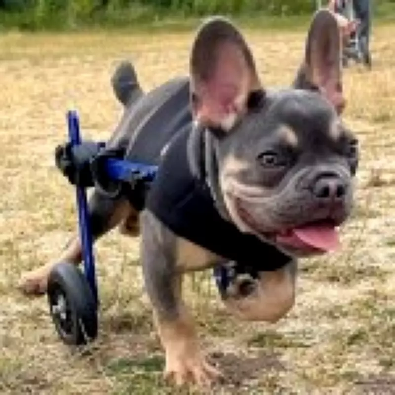 Couple Creates World's First Disabled Dog Racetrack in Lincolnshire