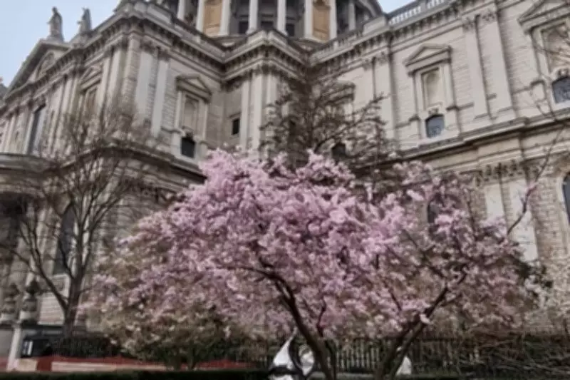 Discover Central London's Stunning Cherry Blossoms This Spring Season