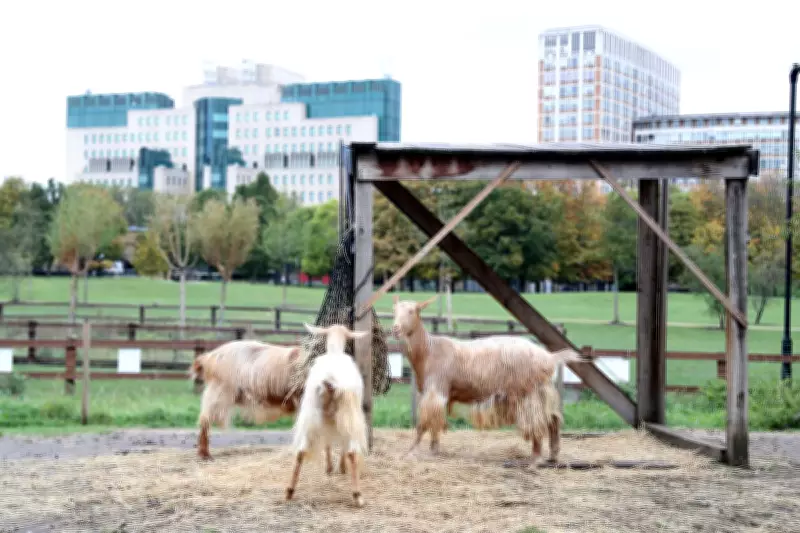 Discover London's 9 Urban Farms: Meet Goats, Alpacas & More in the City