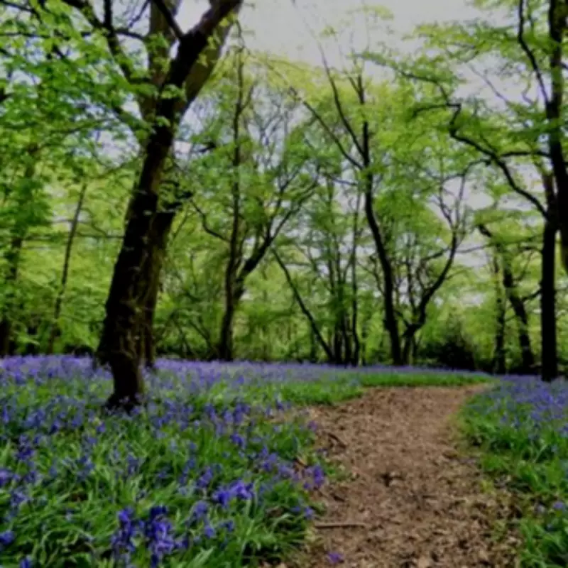 Discover London's Ancient Bluebell Woods: A 90-Minute Spring Walk Guide