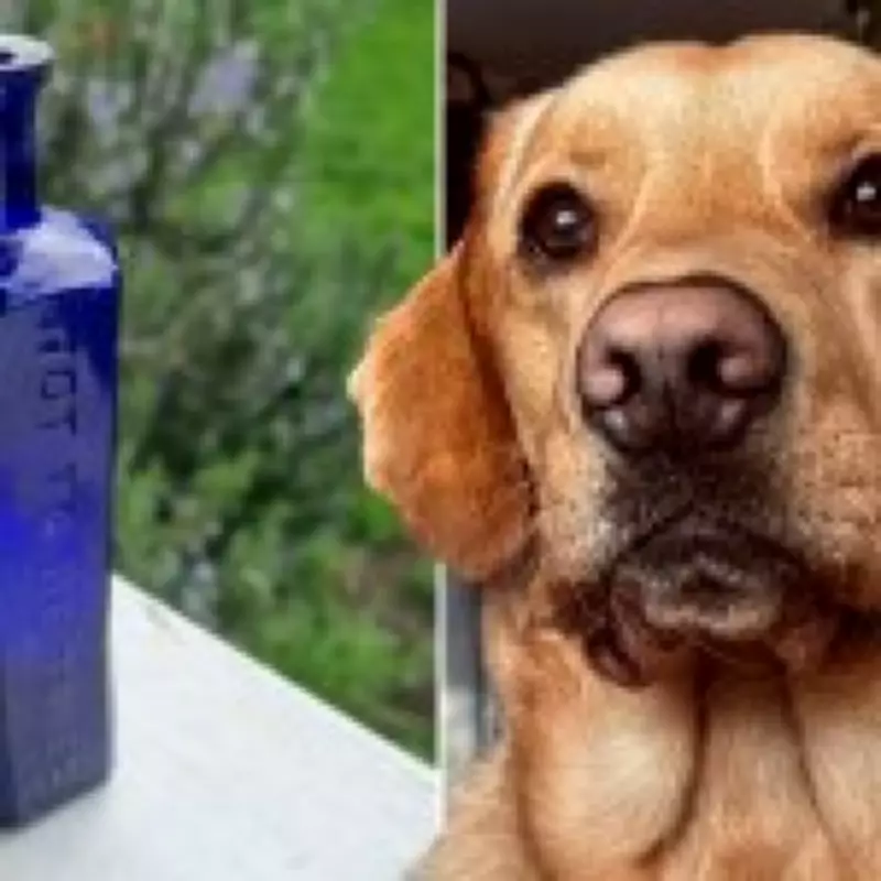 Dog Uncovers 160-Year-Old Poison Bottle Linked to Victorian Murder Case