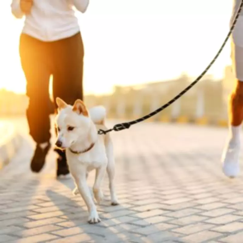 Dubai Expats Fleeing Missiles Warned Not to Abandon Pets Amid Shelter Crisis