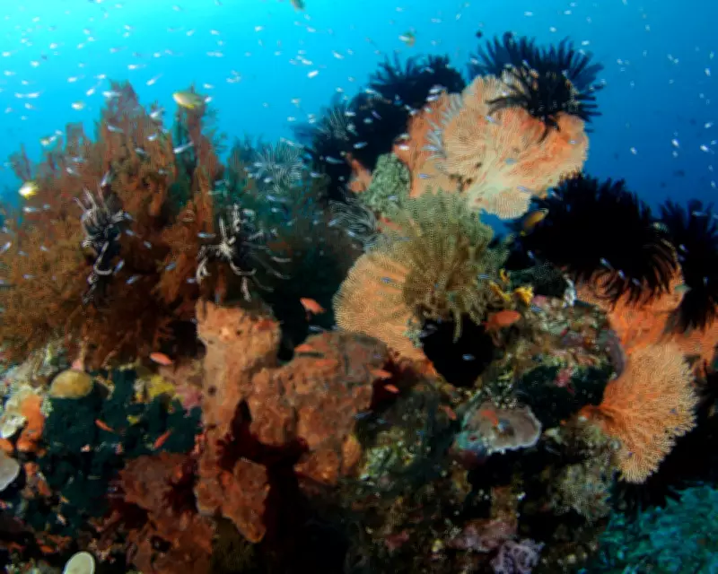 Earth's Energy Imbalance Hits Record High, Threatening Oceans and Climate