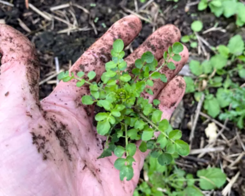 Edible Garden Weeds: Transforming Nuisances into Nutritious Kitchen Crops