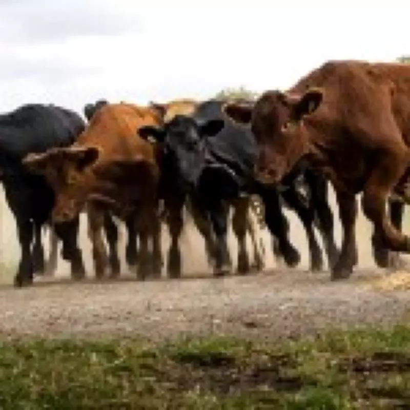 Emmerdale's Belle Dingle Revealed as Surprise Cow Rustler in Farm Feud