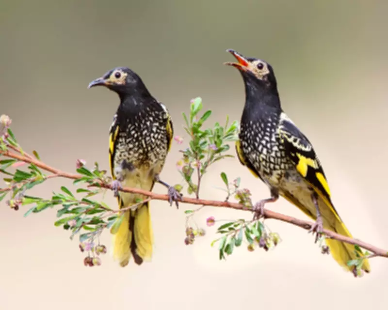 Endangered Regent Honeyeater's Lost Song Rediscovered Through Wild Tutors