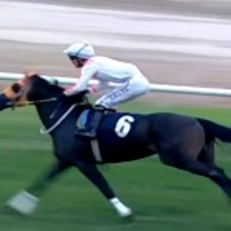 English Racehorse Killed and Served in Turkish Soup Kitchen Sparks Criminal Probe