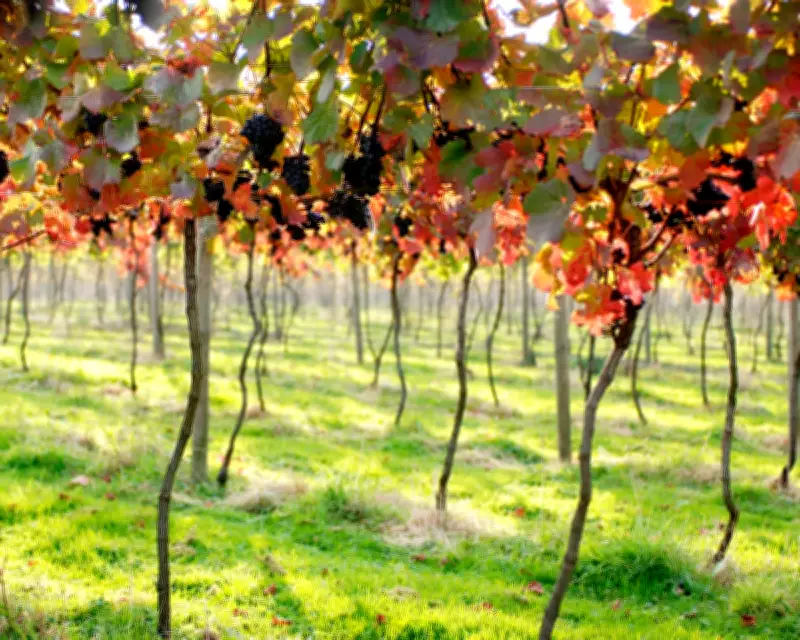 English Red Wines Poised for a Bright Future in Global Markets
