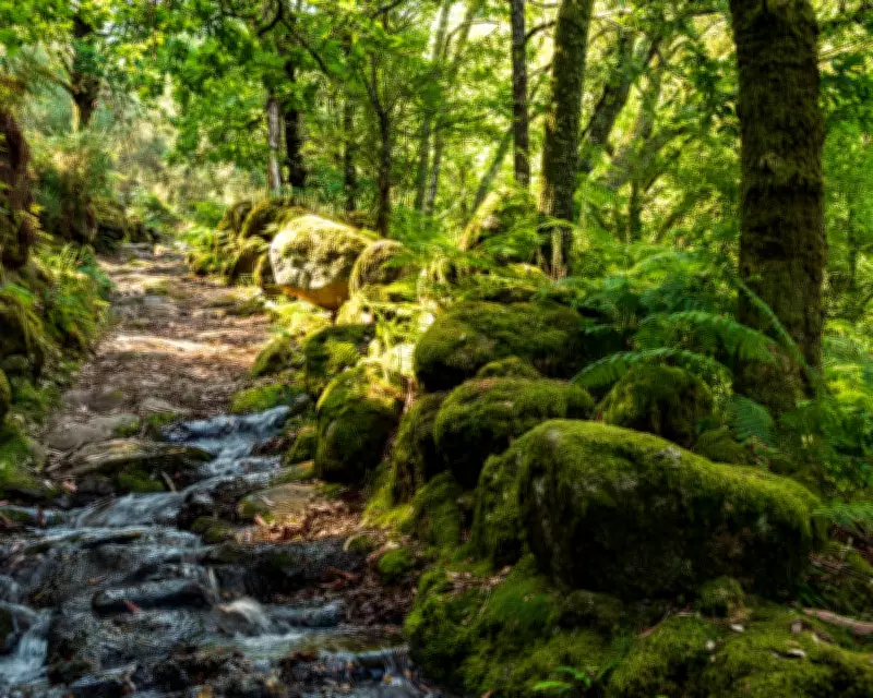 EU Court Fines Portugal for Failing to Protect Biodiversity