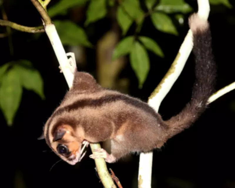 Extinct Marsupials Rediscovered in New Guinea After 6,000 Years