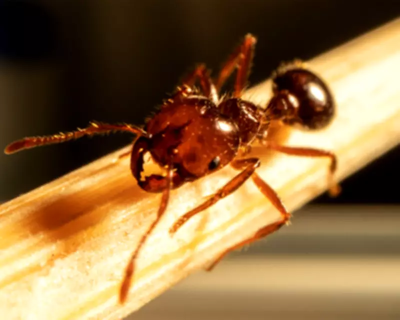 Fire Ant Invasion Threatens Brisbane: New Farm Park Nest Sparks Containment Fears