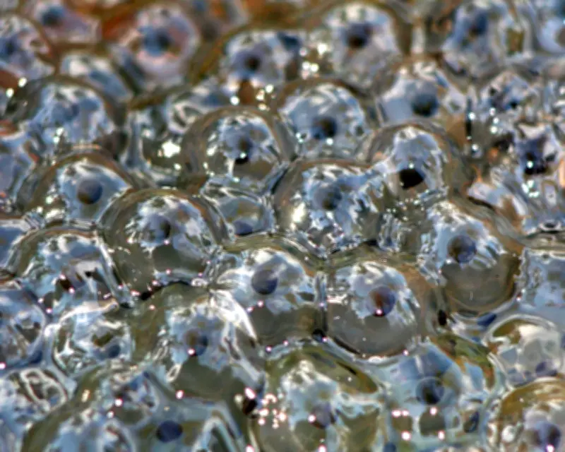 Frogspawn Returns to Pond Built with Father, Signaling Spring's Arrival