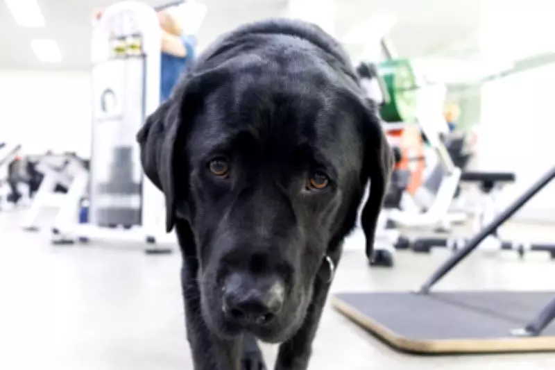 From Guide Dog Dropout to Therapy Star: Marcus Finds His Calling