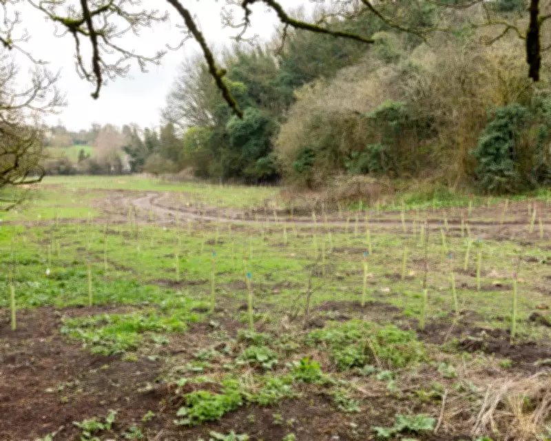 Frome's 'Bitey Horse Field' Transformed into Community Woodland