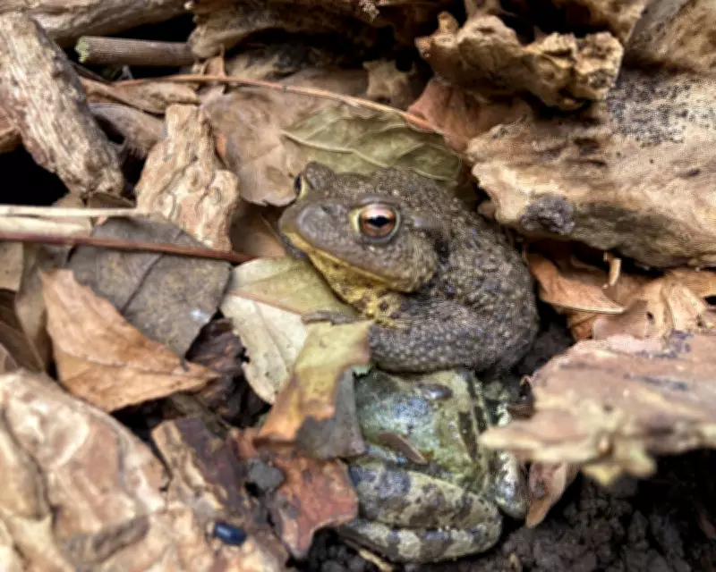Garden Log Pile in Hove Becomes Thriving Ecosystem for Wildlife