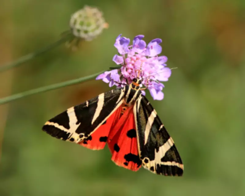 Gardeners Urged to Protect Caterpillars as UK Moth Populations Plummet