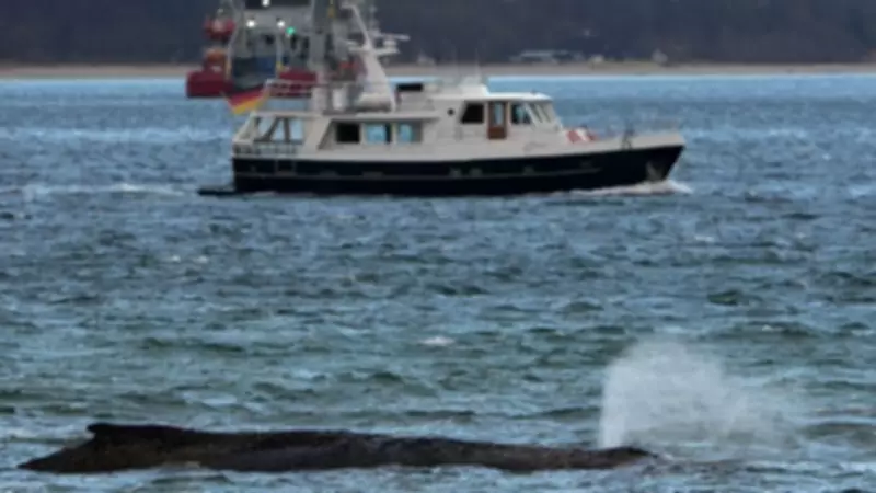 German Rescuers Battle Time to Free Stranded Humpback Whale in Baltic Sea