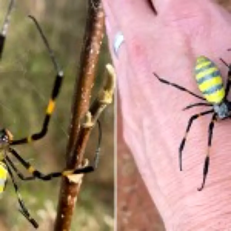Giant 'Flying' Joro Spiders Swarm Across the United States, Experts Urge Calm
