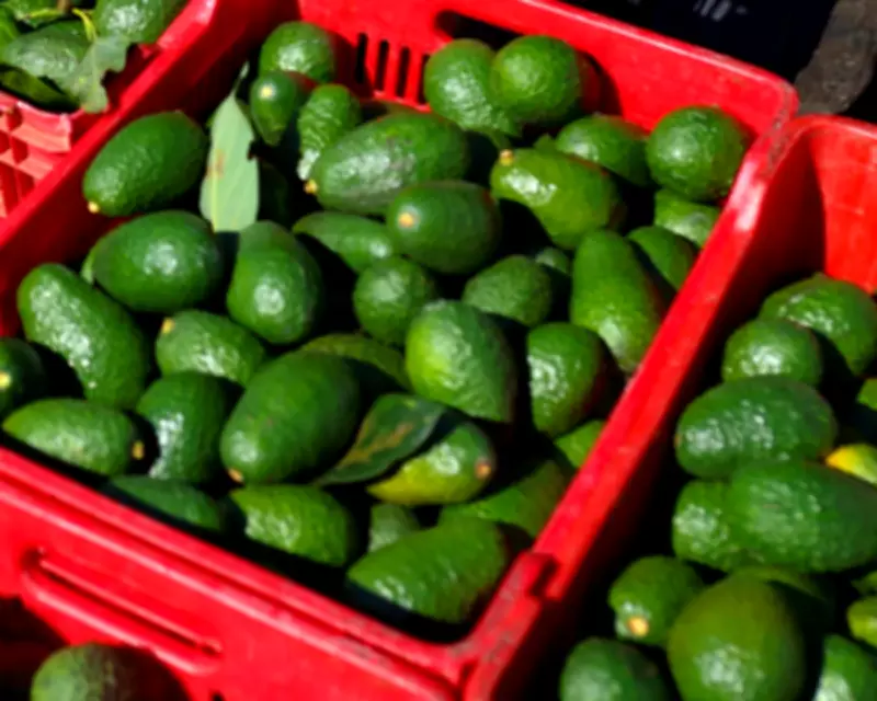 Global Food Crisis Looms as Iran War Disrupts Supply Chains and Fertilizer Costs Soar