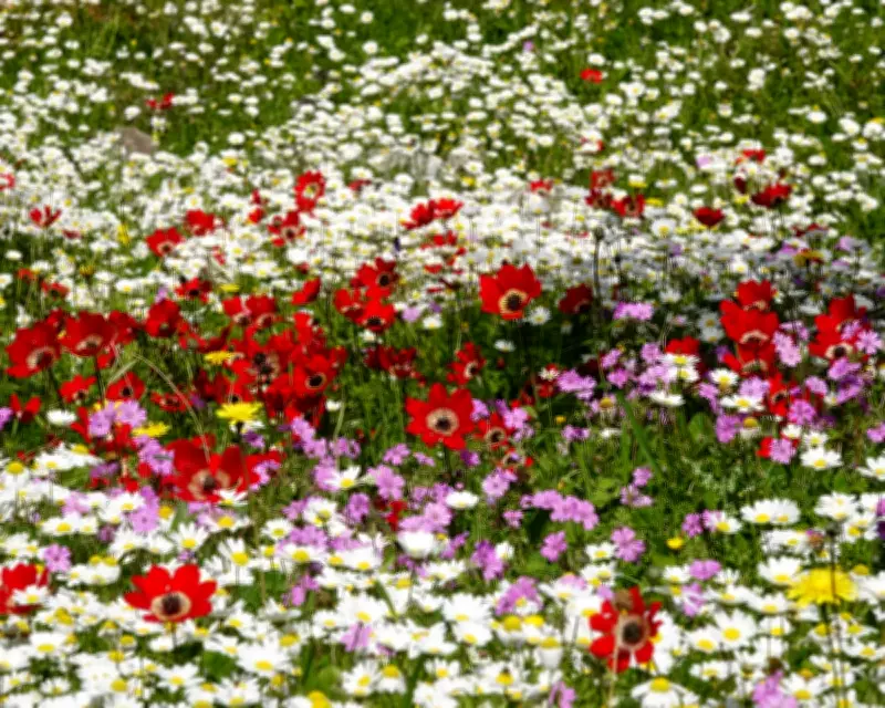 Greece's Mani Region Blooms with Astonishing Wildflower Display