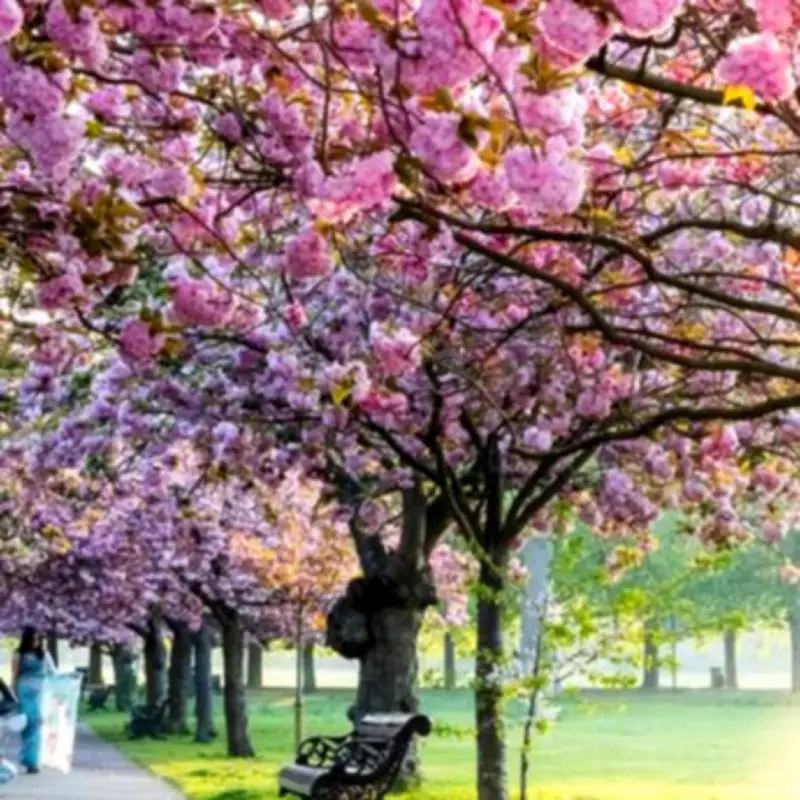 Greenwich Park Crowned London's Premier Cherry Blossom Destination