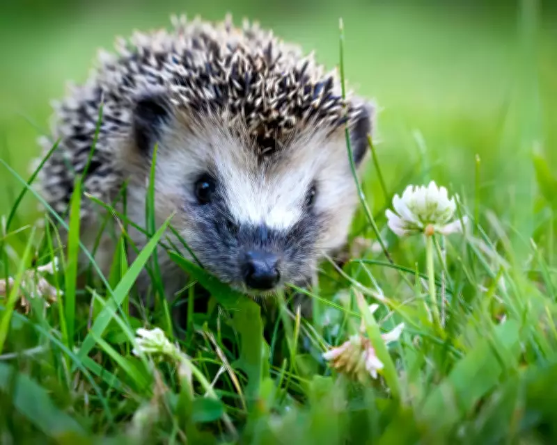 Harriet the Hedgehog: My Unforgettable Slug-Hunting Companion